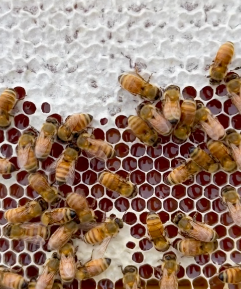 Honeybees covering a white honeycomb with dark reddish-brown filled cells.
