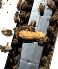 Close-up of honey bees clustered around a beehive entrance, with several bees crawling over a tan piece of material.