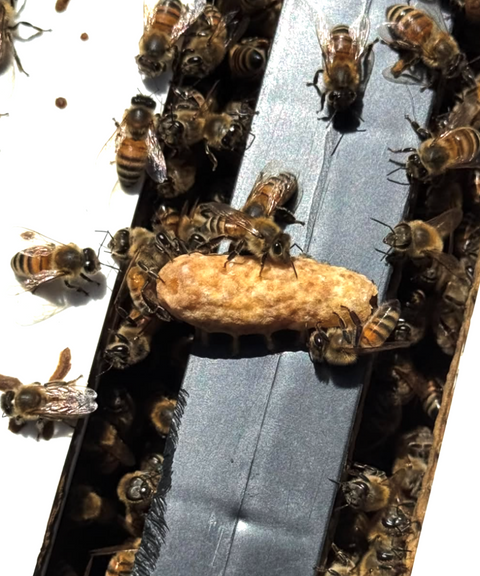 Close-up of honey bees clustered around a beehive entrance, with several bees crawling over a tan piece of material.